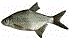 Silver Bream - Abramis bjoerkna or Blicca bjoerkna